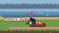 A close view of a Steller's Jay at a red feeder tray, with its name tag and pink hearts above it as it is petted.